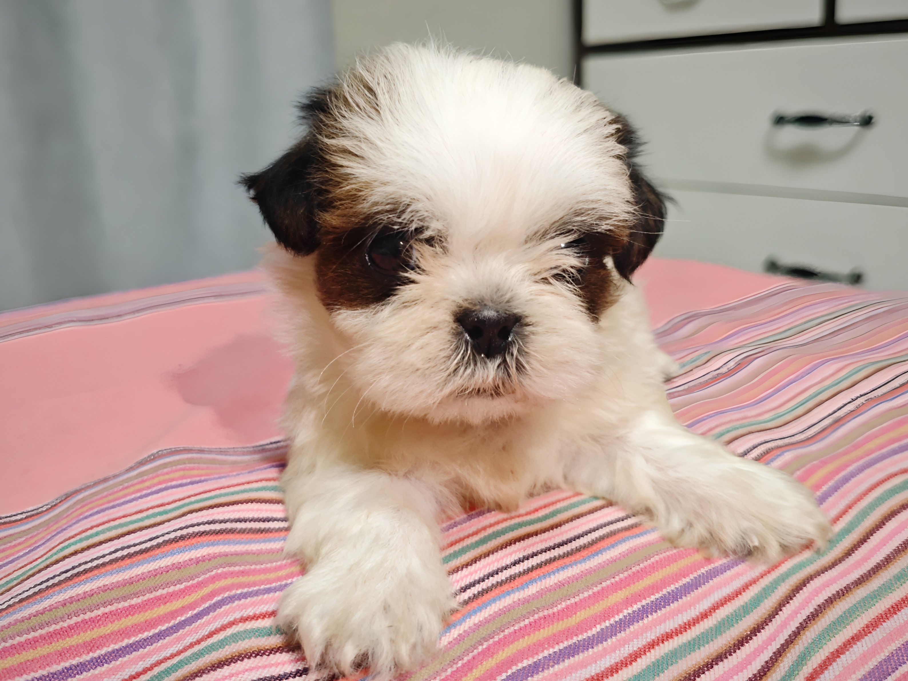 西施幼犬